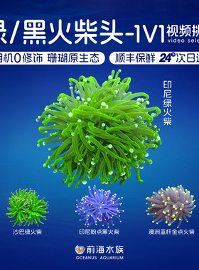 黑绿火柴头珊瑚合集印尼沙巴珊瑚