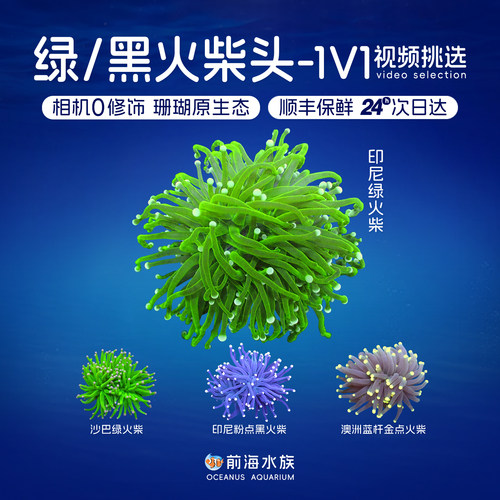 黑绿火柴头珊瑚合集印尼沙巴珊瑚