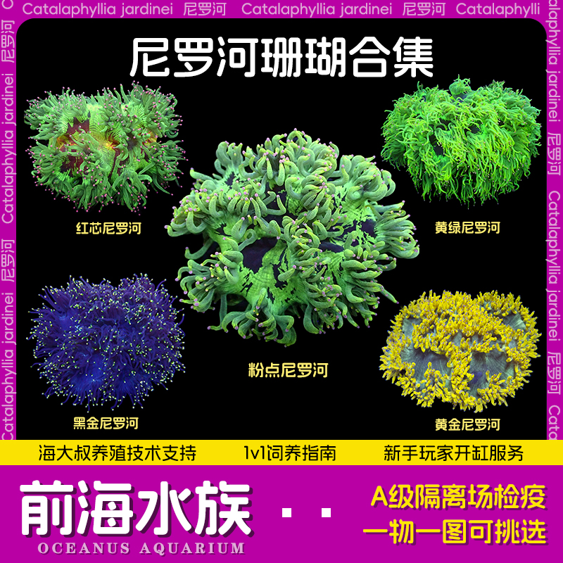 尼罗河珊瑚荧光绿长须前海水族