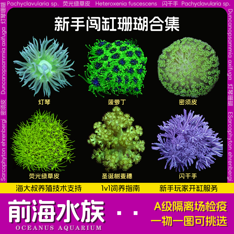 闪千手麦穗大手星花草皮灯琴