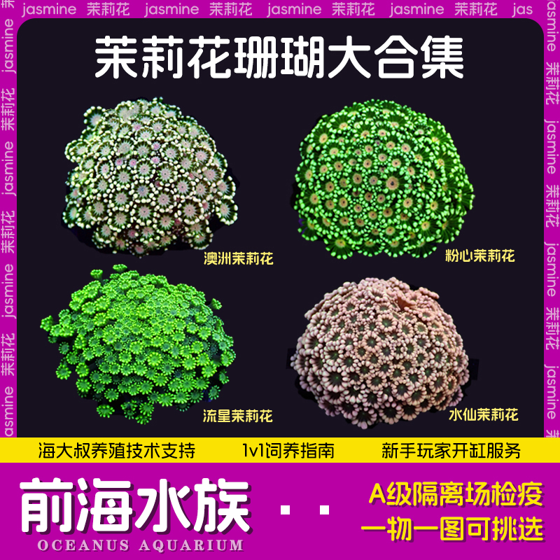 茉莉花水仙珊瑚澳洲长须幻彩