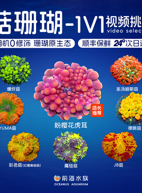 红菇绿菇珊瑚活体蓝橙菇泡泡菇带石弹跳菇JB菇OG海水鱼观赏鱼海缸