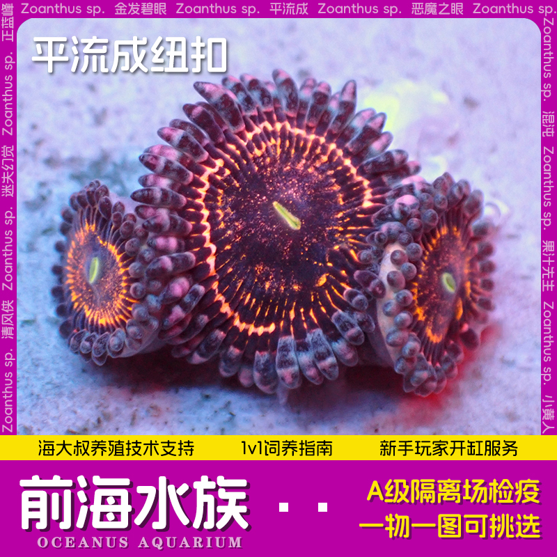 小纽扣珊瑚【新手试水推荐】