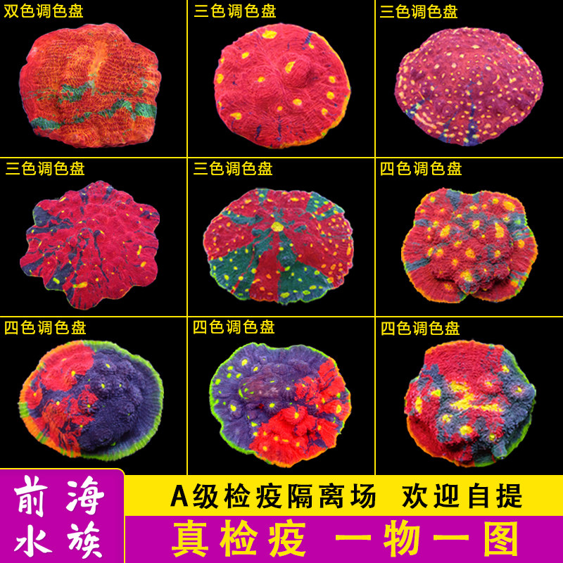四色五色调色盘人工繁殖软体珊瑚片脑红脑类软体lps海水鱼缸活体