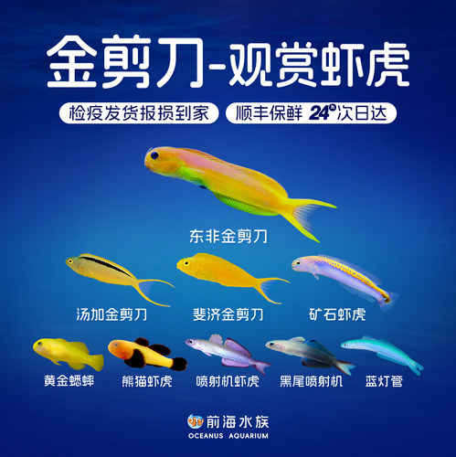 金剪刀黄金蟋蟀虾虎海水鱼