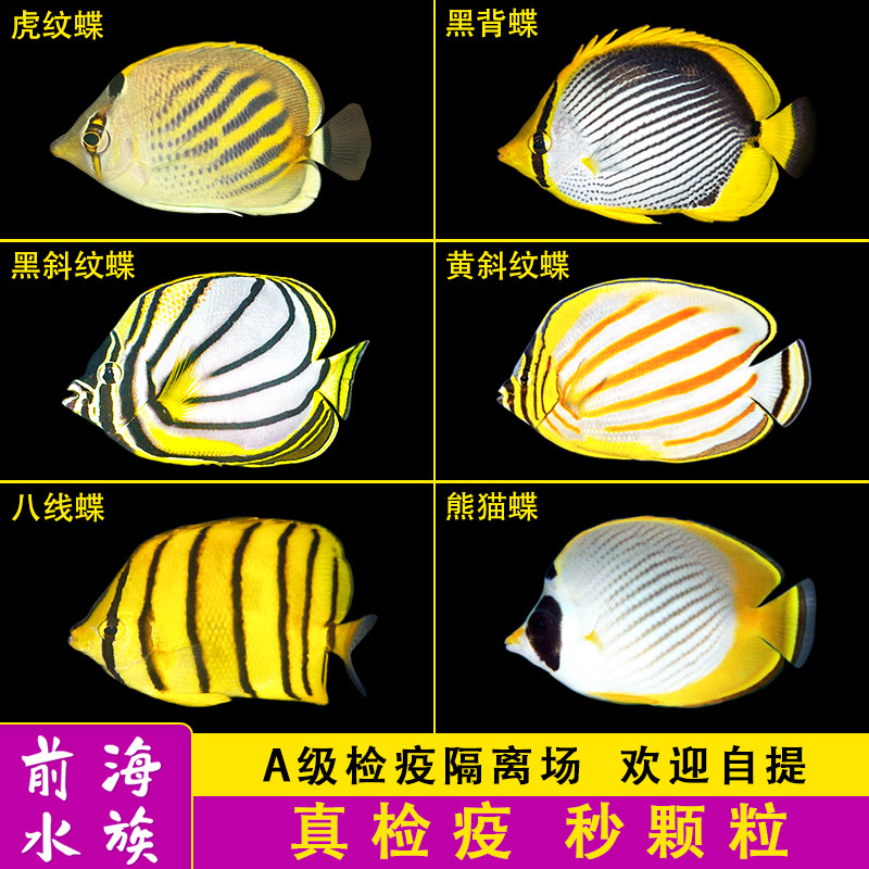 海水鲽鱼品种及图片,鲽鱼图片种类_文秘苑图库