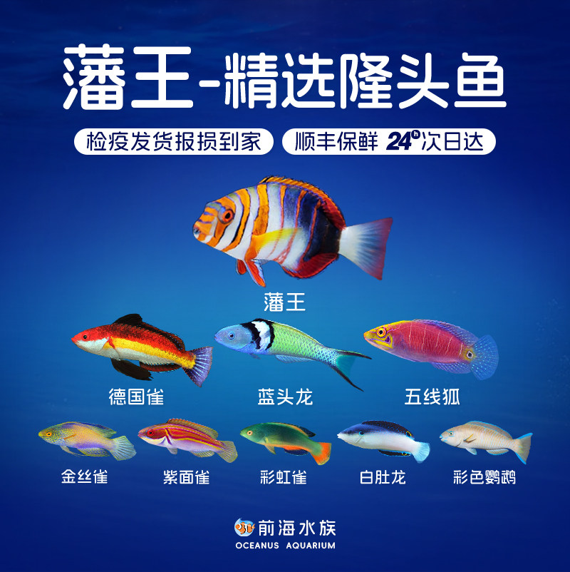 藩王五线狐红狐紫狐瑞士狐东非烈焰龙德国雀龙隆头海水观赏鱼活体,宠物/宠物食品及用品,鱼,淘宝优惠券,粉丝福利购,淘宝优惠卷