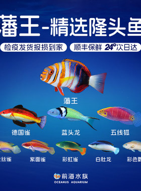 藩王五线狐红紫蓝头龙养定隆头鱼