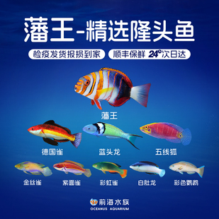 藩王五线狐红狐紫狐糖果狐东非烈焰龙德国雀龙隆头海水观赏鱼活体