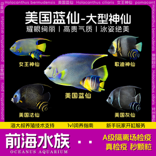 法仙灰仙女王神仙蓝仙歌迪仙海水鱼宠物鱼活体海水缸秒颗粒