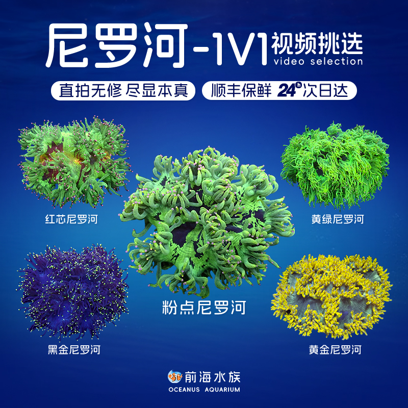 尼罗河珊瑚荧光绿长须前海水族