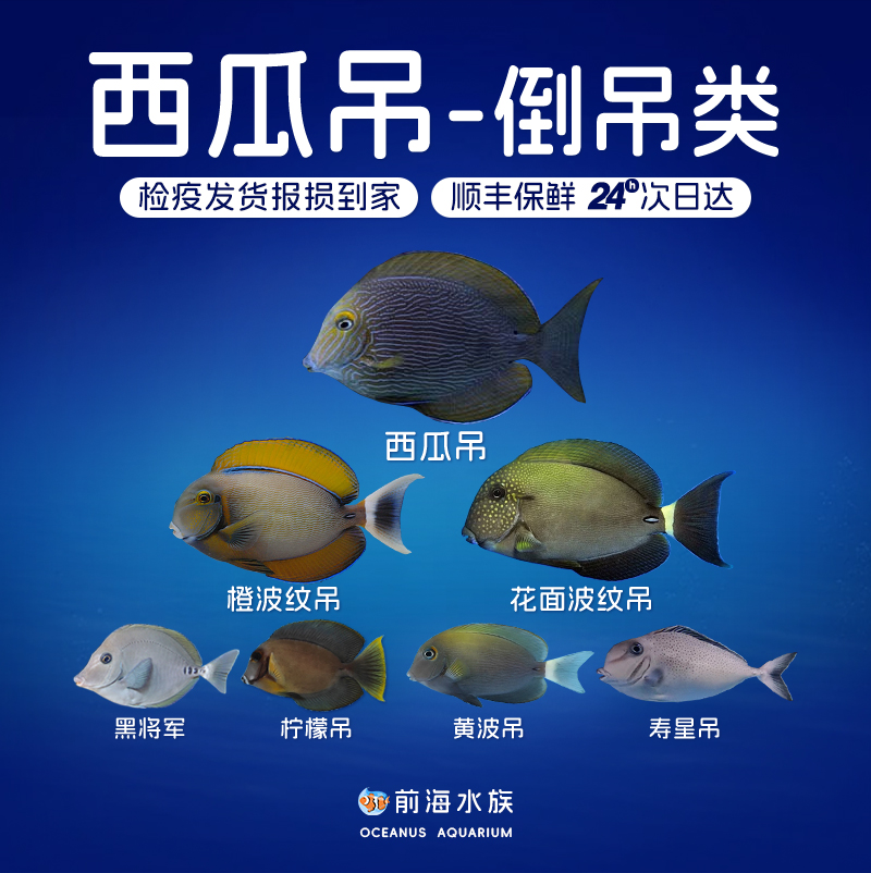 西瓜吊灰一字橙波纹花面波纹柠檬将军眼眉吊海水鱼观赏鱼海缸活体 - 封面