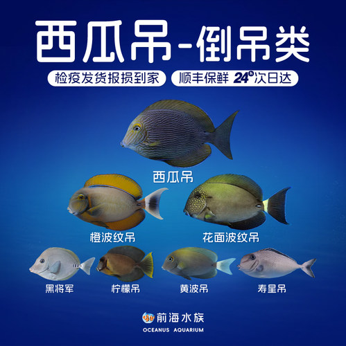 斑马西瓜吊耳活体检疫海水鱼