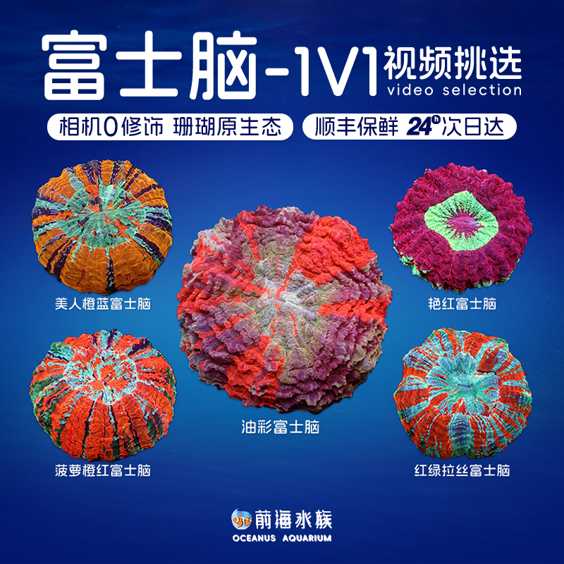 前海水族富士脑珊瑚精品印尼富士