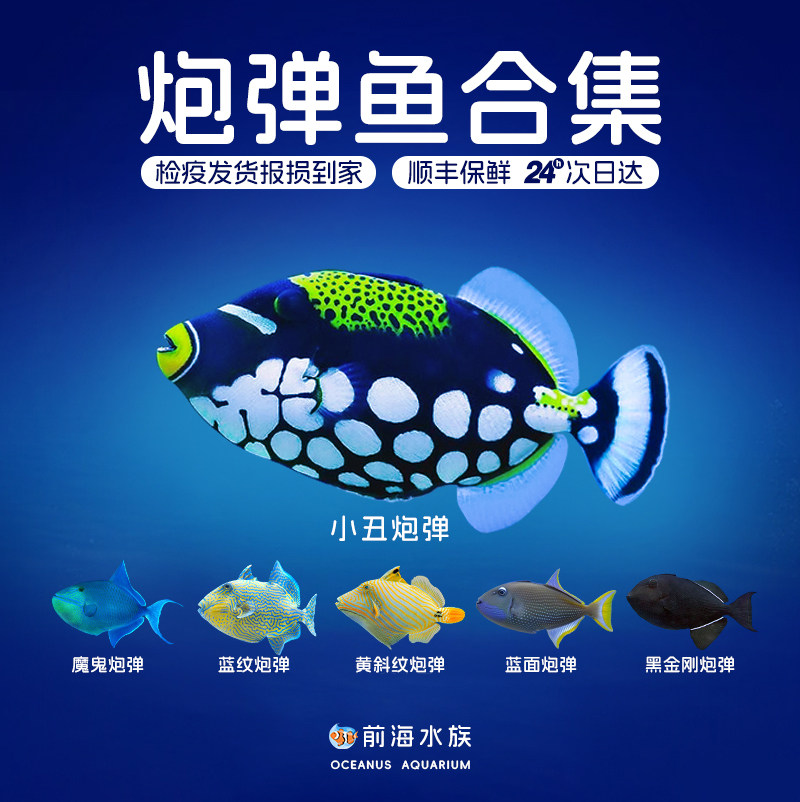 小丑炮弹鱼魔鬼炮弹鱼活体观赏鱼