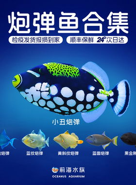 小丑炮弹鱼魔鬼炮弹鸳鸯玉米黑肚蓝纹毛毛炮弹活体海水鱼缸已检疫