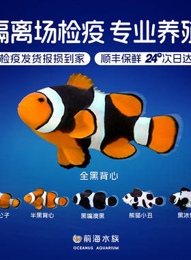 人工公子小丑鱼尼莫海水鱼观赏鱼活体黑背心毕加索金透红熊猫雪印