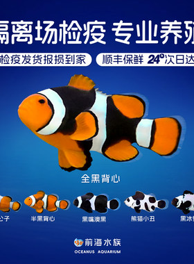 尼莫人工公子小丑活体海水鱼