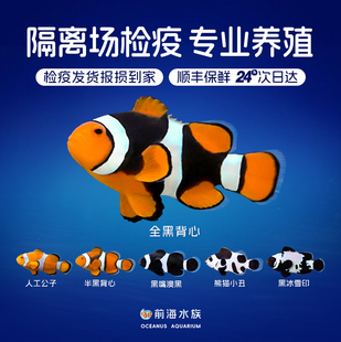 人工公子小丑鱼尼莫海水鱼观赏鱼活体黑背心毕加索金透红熊猫雪印