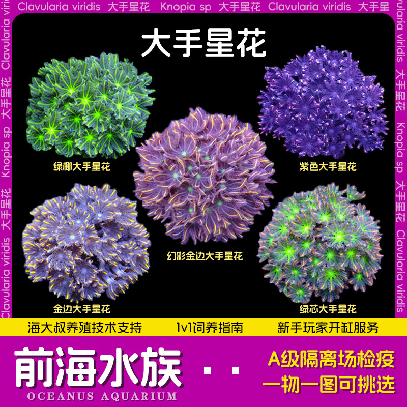 大手星花绿芯金边大手心花珊瑚手星花珊瑚海水宠物活体生物已检疫