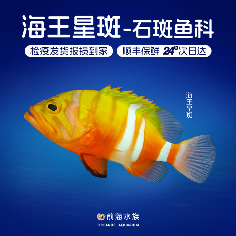 海王星斑石斑鱼海水鱼观赏鱼活体海缸宠物已检疫秒颗粒前海水族