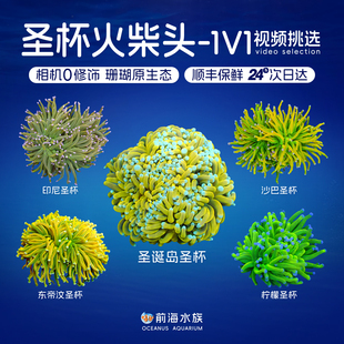圣杯火柴头珊瑚印尼老虎沙巴金绿太阳神黑火柴珊瑚活体观赏海水鱼