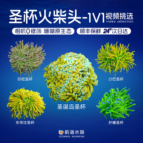 柠檬沙巴圣杯火柴头珊瑚活体观赏