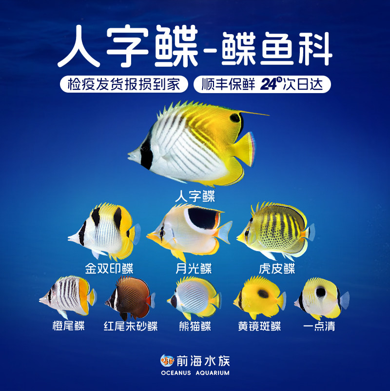 人字蝶月光金双印红尾虎皮朱砂鲽鱼黄镜橙尾鲽海水鱼海水缸检疫