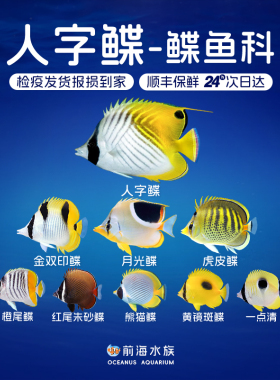 人字蝶月光金双印红尾虎皮朱砂豆腐鲽鱼黄镜橙尾鲽海水鱼海水缸