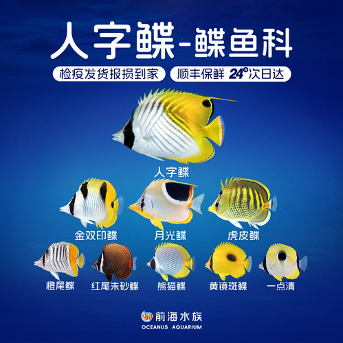 人字月光双印虎皮鲽鱼检疫海水鱼