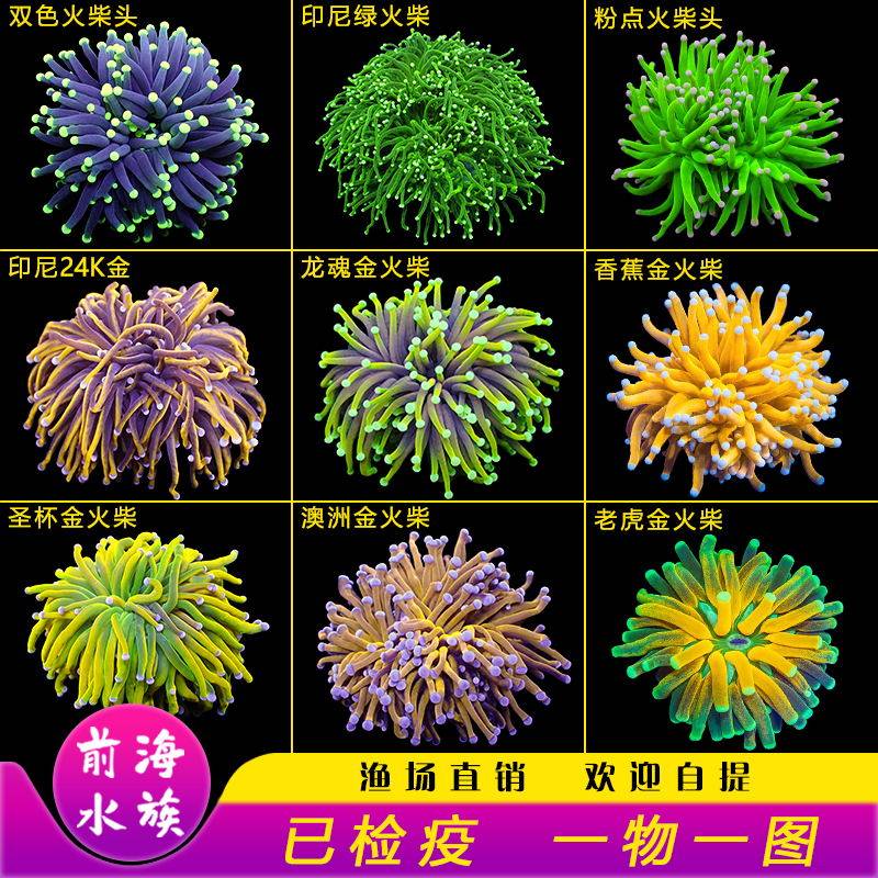 火柴头珊瑚沙巴澳洲印尼金火柴头大集合珊瑚活体火炬圣杯珊瑚