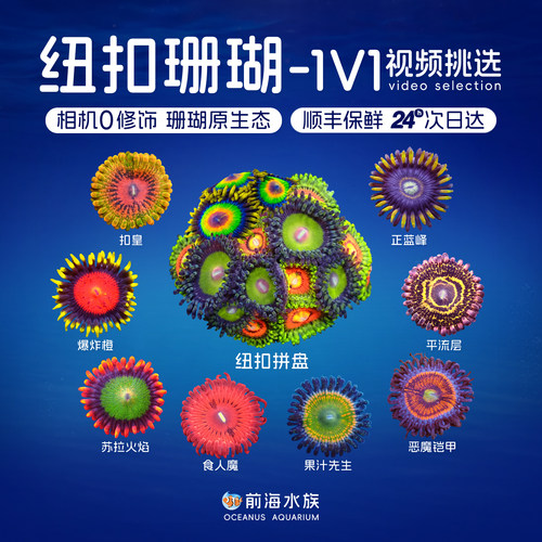 小纽扣珊瑚【新手试水推荐】