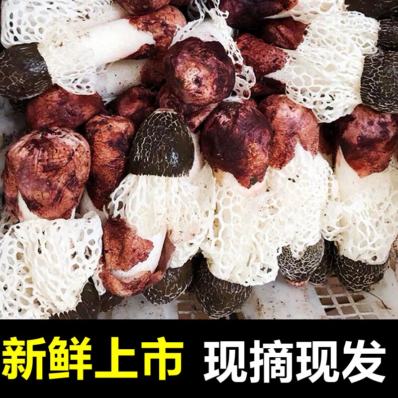 云南新鲜竹荪笙菌子蘑菇红托特级
