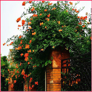 凌霄花美国凌霄花苗-凌霄苗-阳台.庭院绿化攀缘植物