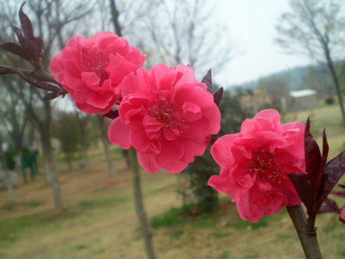 特价紫野桃花，桃树，美化庭院。紫叶桃花