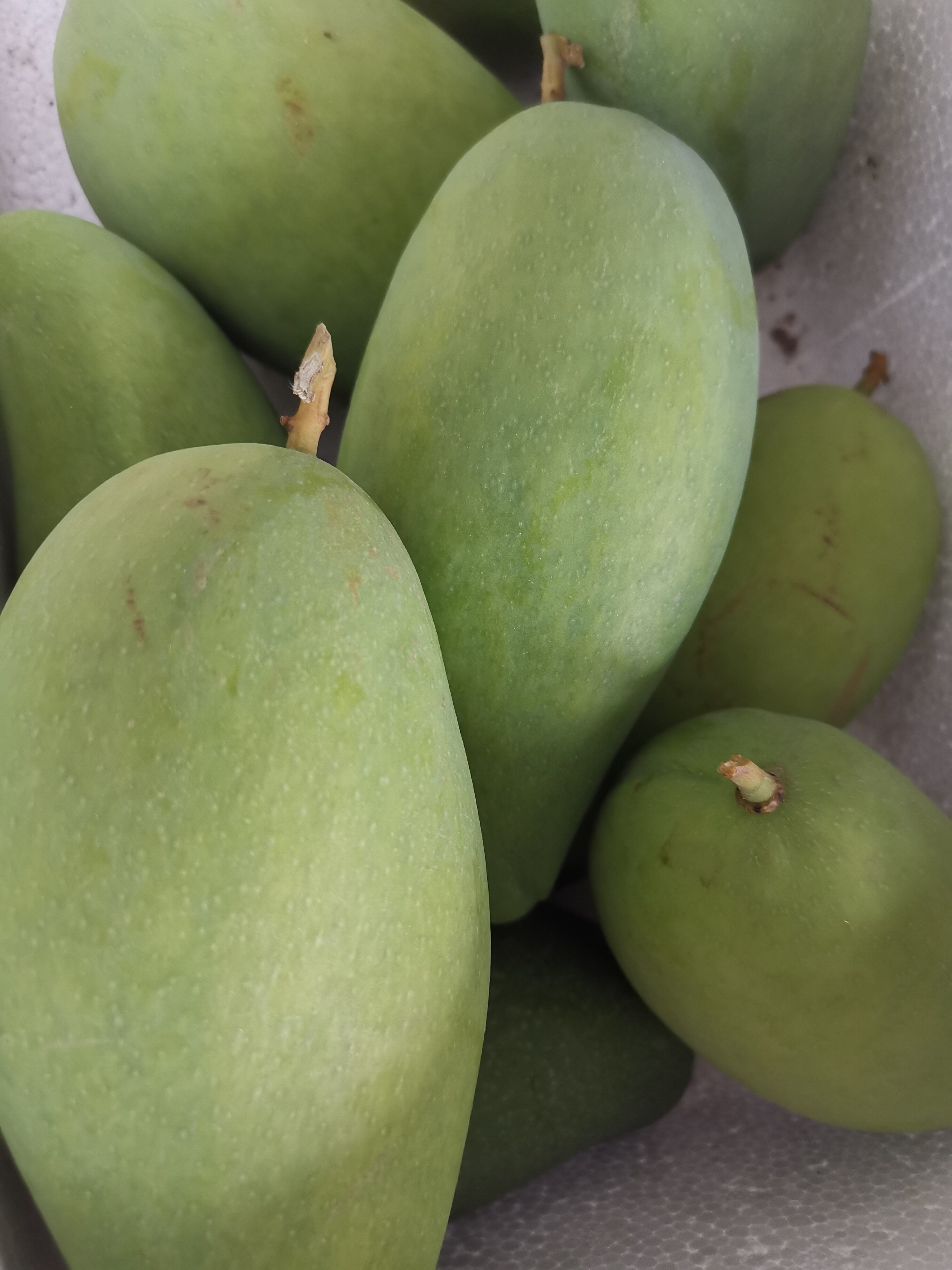 云南元江本地酸芒果四季芒三年芒酸脆小吃芒果芽新鲜水果8斤包邮