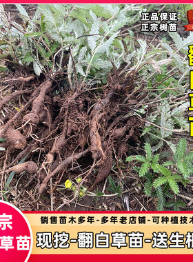 翻白草苗种子盆栽春季现挖易活