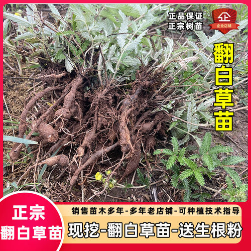 翻白草苗种子盆栽春季现挖易活