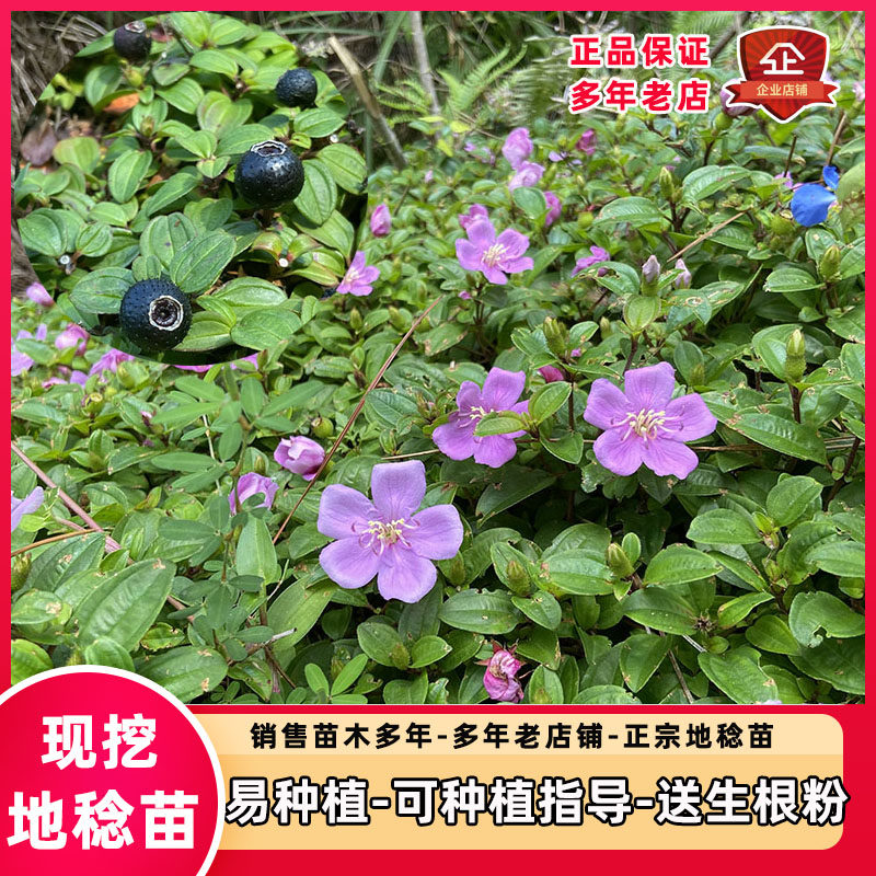 地稔苗 新鲜现挖地茄子苗 地念苗种子野果铺地锦地脚菍中药材