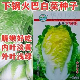 黄心白菜籽耐热耐高温四季黄心下锅耙夏秋两用白菜蔬菜种子