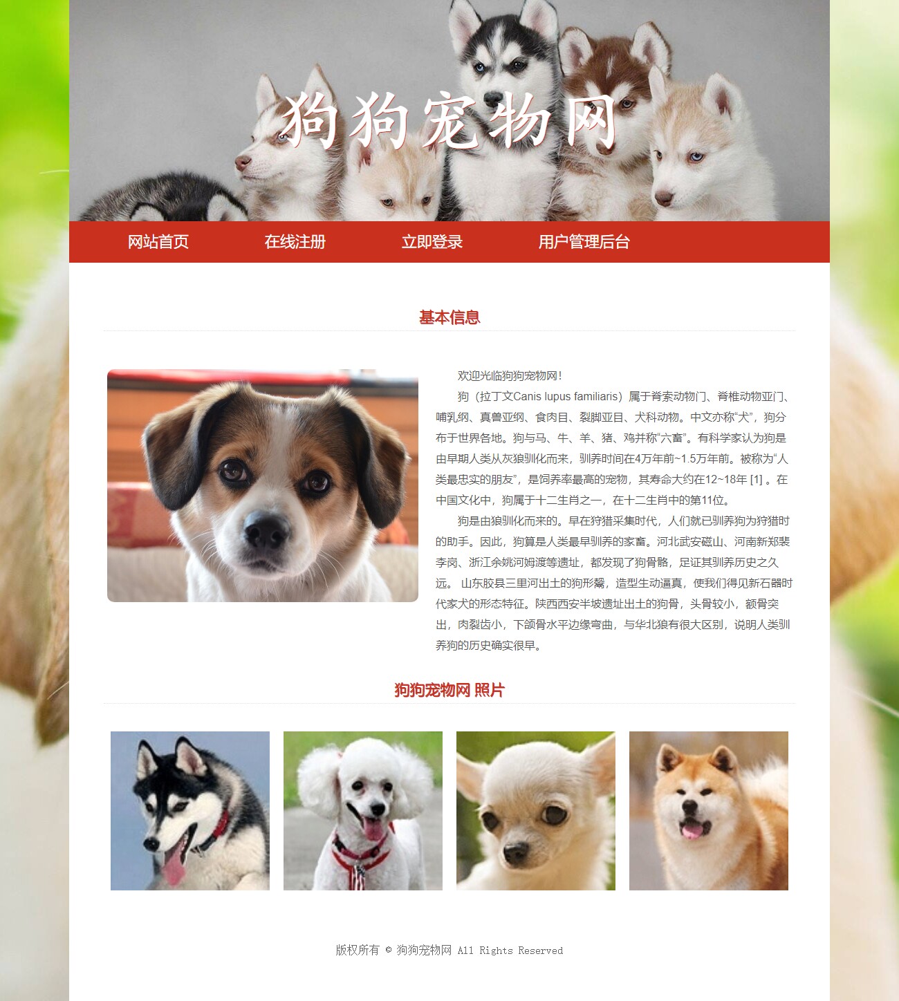 狗狗宠物网 6页面 宠物介绍主题ASP宠物狗狗动态网页设计制作源码