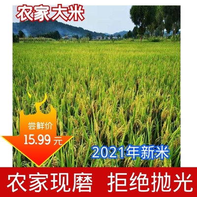 2023年四川农家自种正宗软糯大米香米不抛光不打蜡长粒散装自产