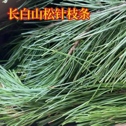 东北长白山松针五针红松新鲜