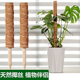 绿箩攀爬柱椰棕棒龟背竹支撑杆固定架植物爬藤花架棕榈皮椰丝苔藓