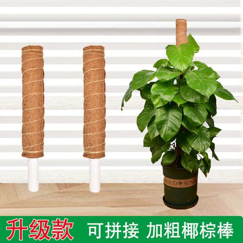 加粗款椰棕棒可拼接天然植物伴侣