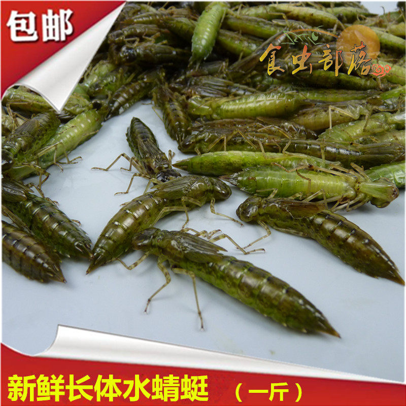 新鲜水蜻蜓水蝎子蜻蜓幼虫蜻蜓蛹鲜美食用昆虫500克