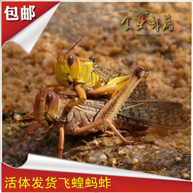 鲜活冷冻蚂蚱飞蝗蚂蚱活体发货昆虫绿色蚱蜢蝗虫草蜢500克
