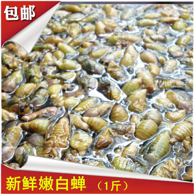 新鲜冰冻白蝉蜕变发货500克