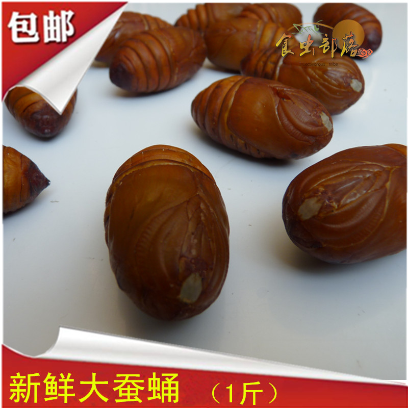 柞蚕蛹蚕蛹山东新鲜冷冻柞蚕蛹