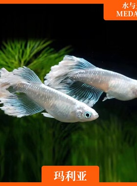 观背青鳉鱼玛丽亚青锵玛利亚淡水冷水群游鱼繁殖组好养耐活不打氧